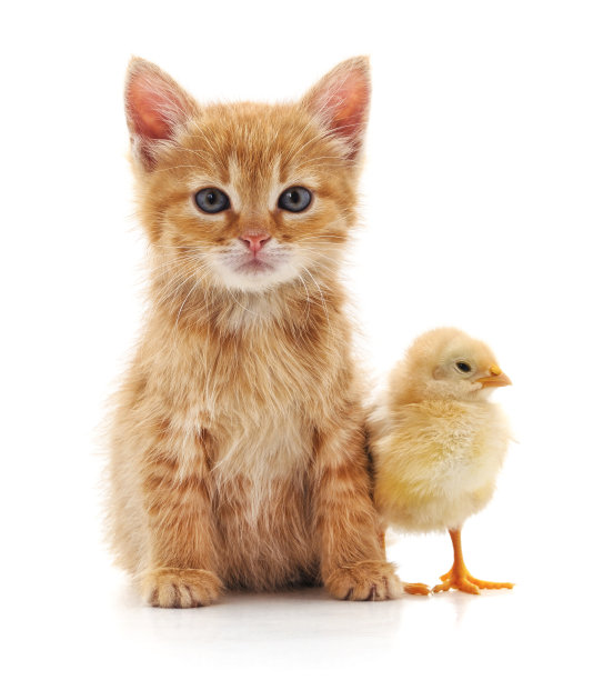 小猫和鸡肉。图片下载