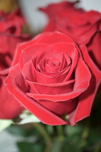 美丽的玫瑰图片下载