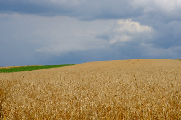 长满新鲜小麦的农田图片下载