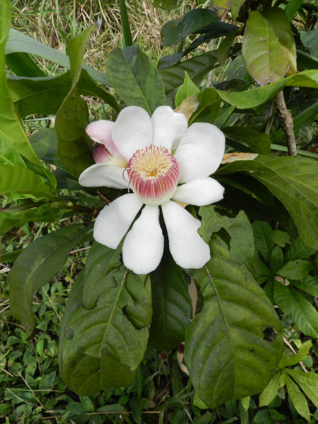 奥古斯塔Gustavia L。图片下载