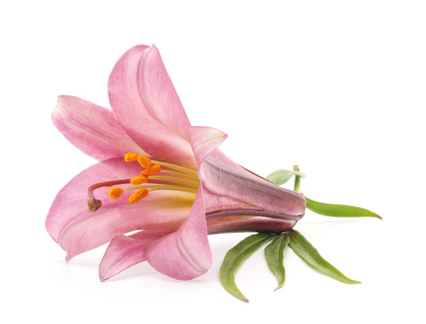 粉色的百合。图片下载
