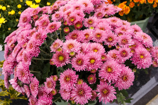 墓碑上的菊花图片下载