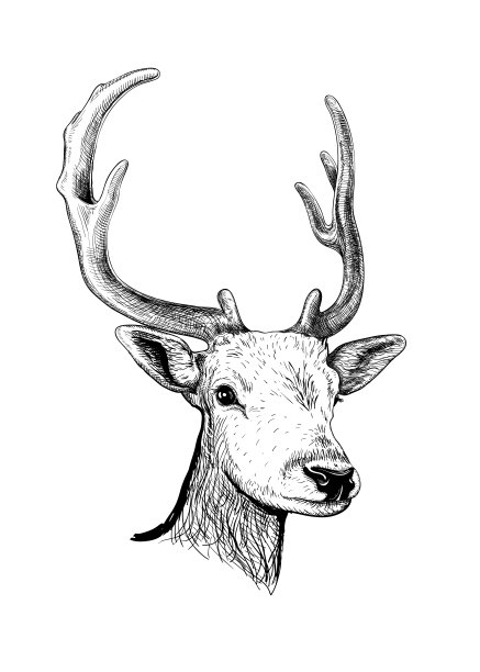 鹿。手绘草图素材图片