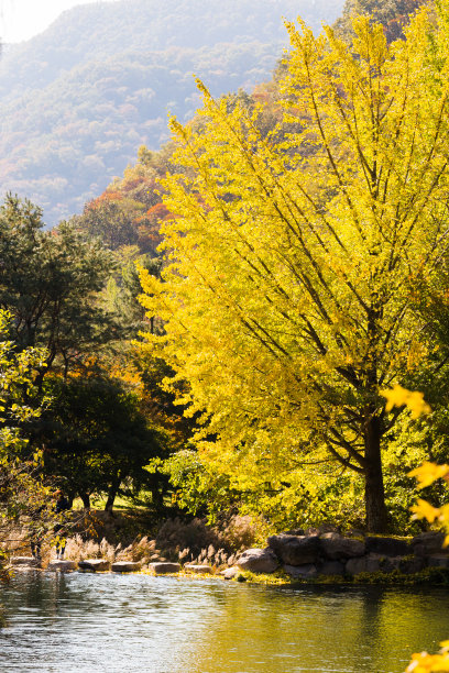 黄色的树在秋天素材图片