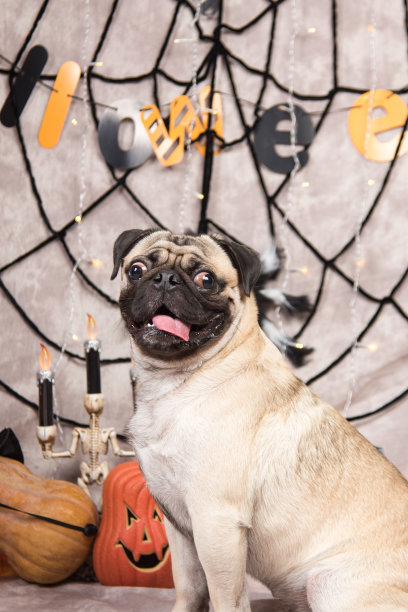 万圣节活动照片素材ID：301124352