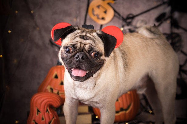 哈巴狗狗图片下载