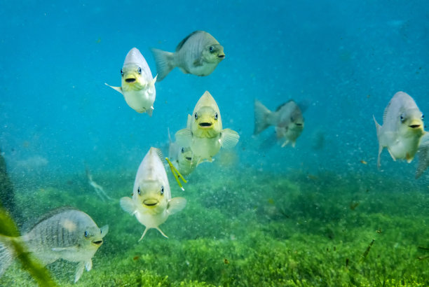 微笑的鱼图片下载