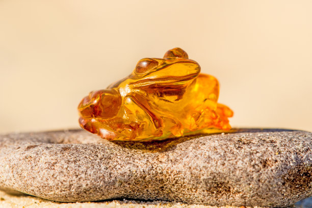 波罗的海海滩上的琥珀蛙素材图片