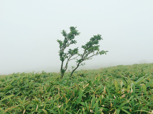 朦胧的日本山与树图片下载