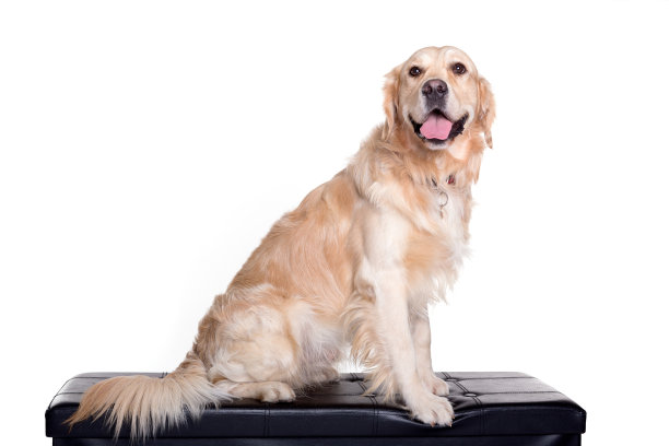 金色猎犬坐在白色的背景图片下载