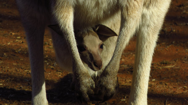 野生袋鼠乔伊从妈妈的育儿袋里爬出来图片下载