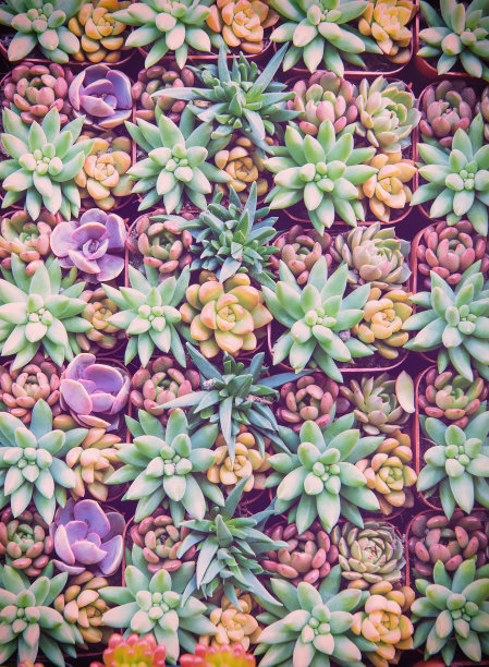 微型多汁植物图片下载