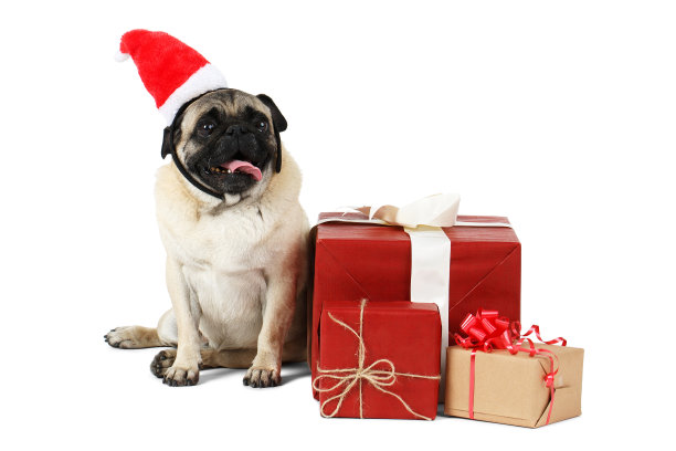 一只可爱的哈巴狗，戴着圣诞帽坐在礼品盒旁边。孤立在白色背景上。图片下载