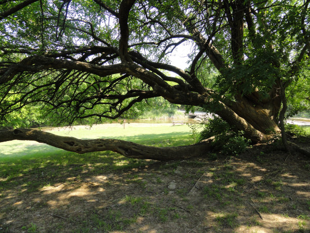 溪边的树阴图片下载
