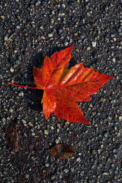 秋色的温哥华枫叶图片下载