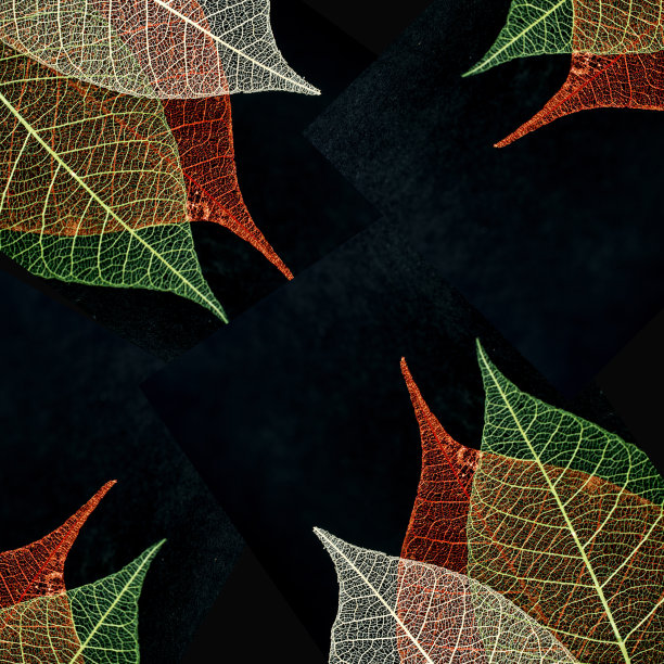彩色的叶子与脉络在黑色的背景图片下载