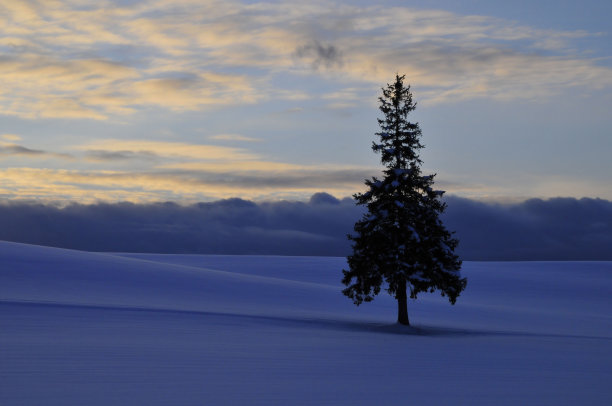 黄昏的天空和松树。Biei日本北海道图片下载