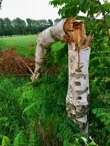一场暴风雨后损坏的年轻桦树图片下载
