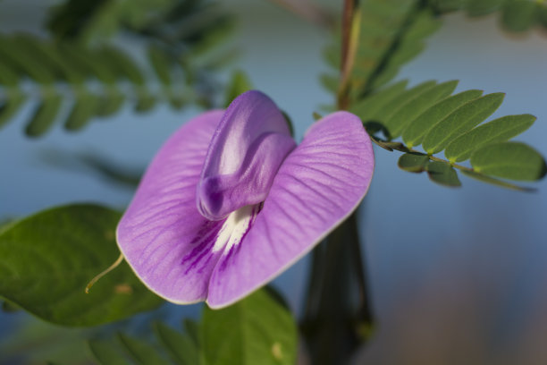 紫豆开花了图片下载