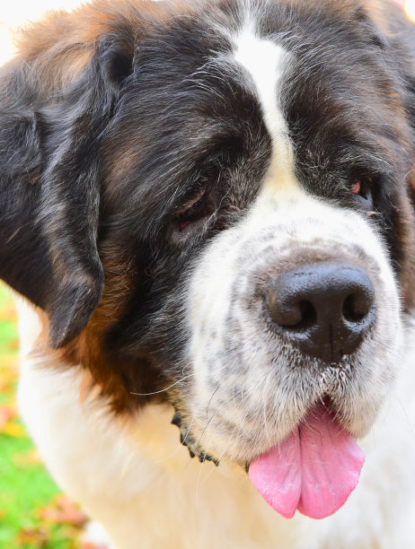 圣伯纳德犬图片下载