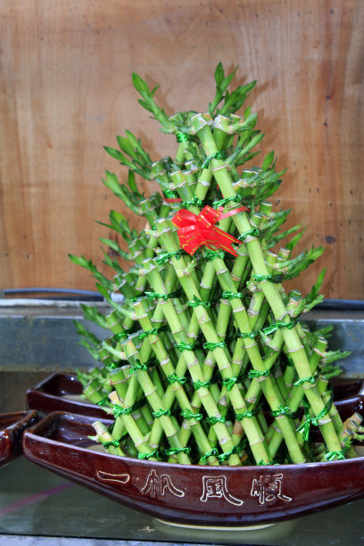 幸运竹盆景，特写照片图片下载