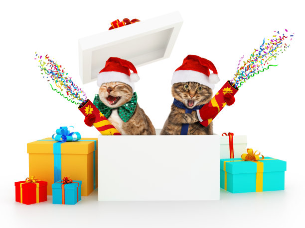 滑稽的猫带着屁屁从盒子里跳出来。圣诞节的惊喜。素材图片