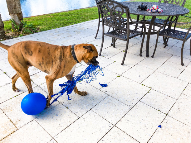 快乐的大狗玩气球图片下载