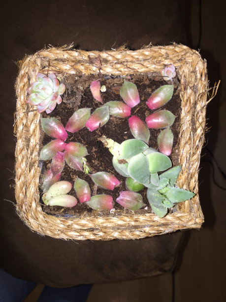 罐中种植多肉植物图片下载