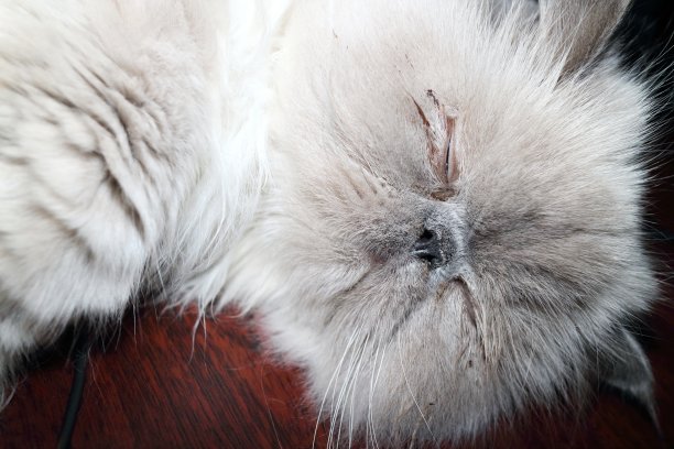 白色的猫睡觉图片下载