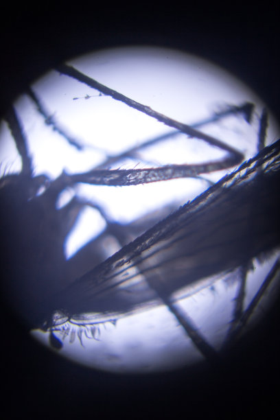 显微镜下观察雌蚊图片下载