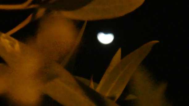 透过树木看到的壮丽月景图片下载