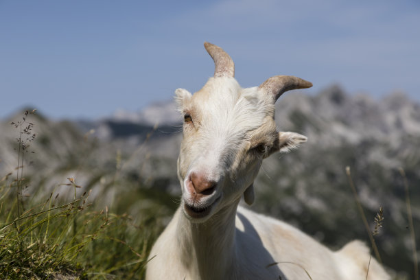 微笑的小山羊放松地坐在草地上，看着镜头图片下载