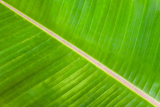 香蕉叶子图片下载