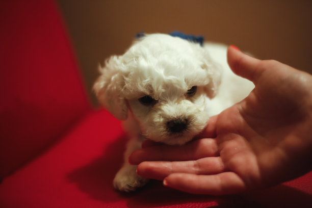 卷毛比雄犬。纯种雌性比熊犬幼犬图片下载