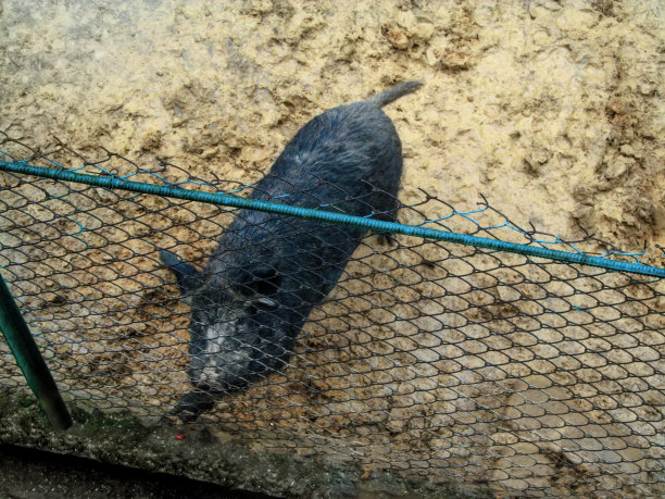 黑毛野猪在弹幕中向上看图片下载