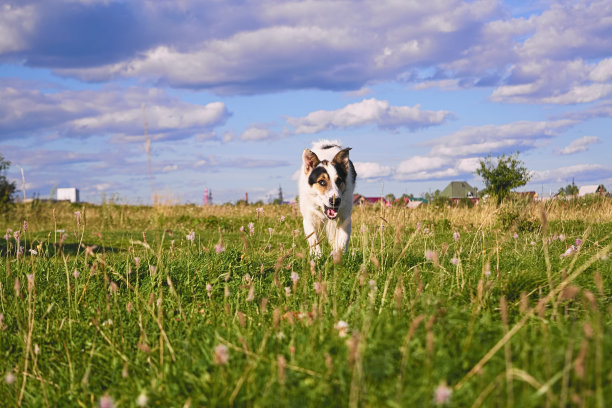一只杂种狗在草地上散步图片下载