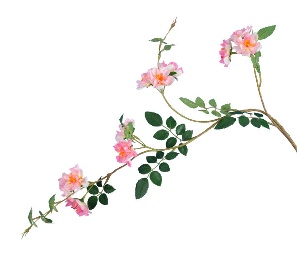 在白色上孤立的人工野玫瑰的分枝图片下载