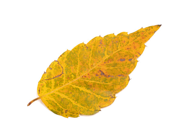 色彩斑斓的落叶图片下载