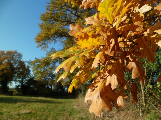 橙色的橡树叶在秋天图片下载