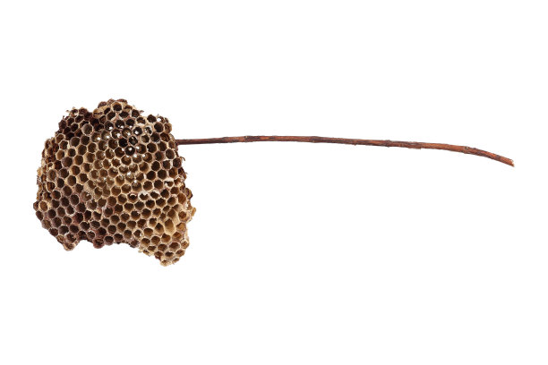 真正的蜂巢在茎上孤立在白色上素材图片