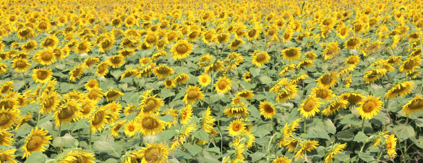 令人惊叹的美丽背景盛开的向日葵在夏天图片下载