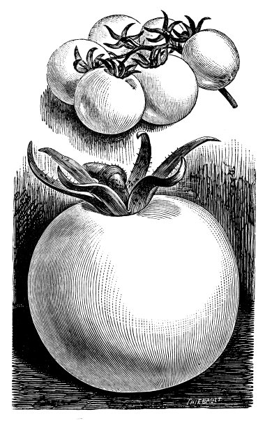 植物学、蔬菜植物、古董版画插图:黄色番茄图片下载