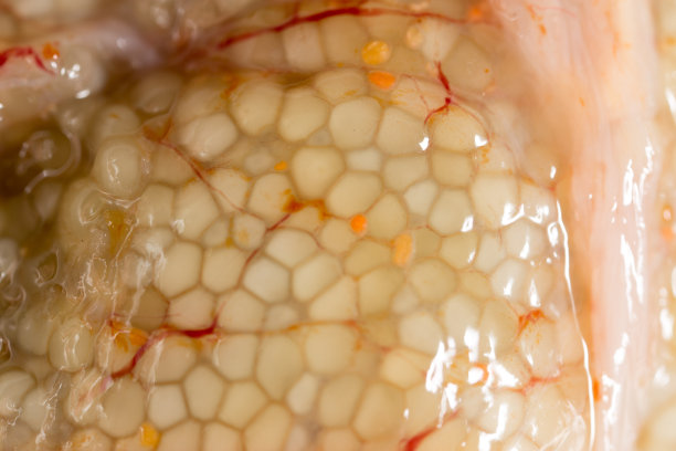 以新鲜的鱼卵作背景。宏图片下载