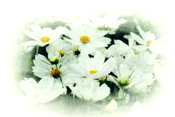 抽象的白花盛开的彩色水彩画背景和数字插图画笔艺术。图片下载