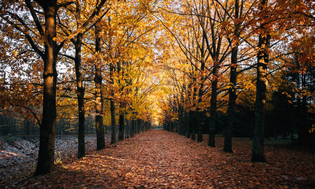 森林黄金图片下载