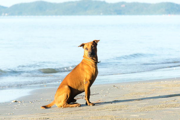 棕色的狗在海滩和大海上图片下载