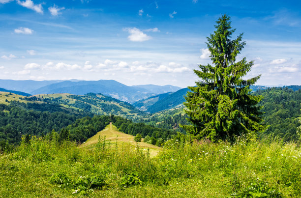 山边上的云杉树图片下载