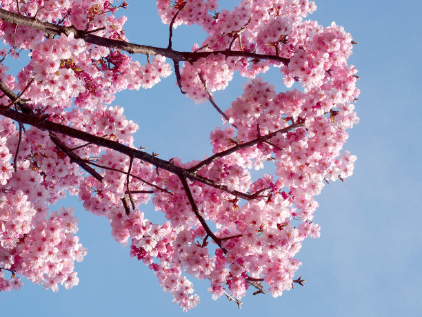 樱花的树图片下载