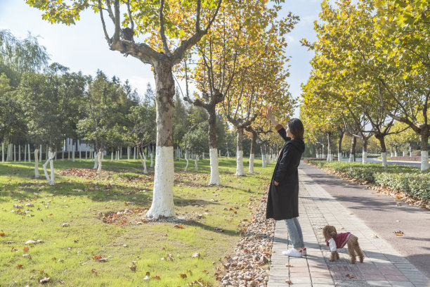 一个女人在公园遛狗图片下载