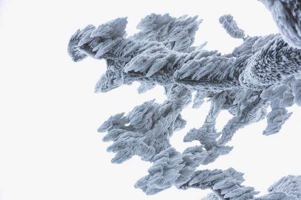 在冰冻的分支图片下载